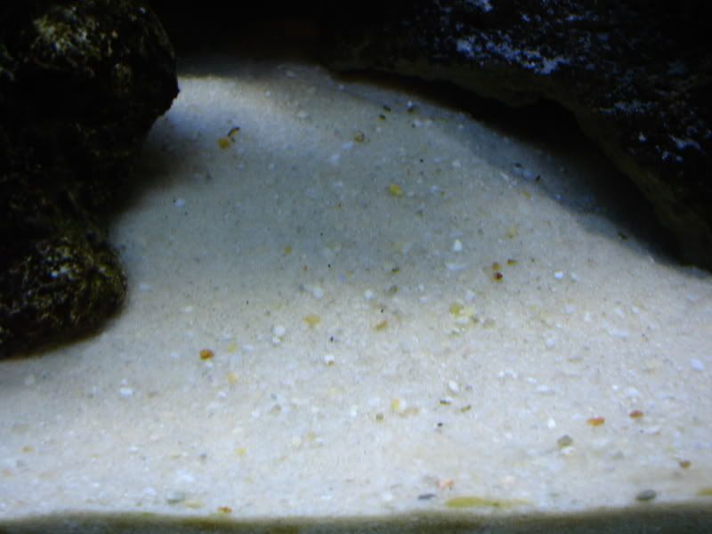 Quikrete Sand In My Aquarium at Terry Anderson blog